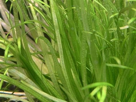 茂盛生长的日本箦藻 - 水草种植 - CTA南美水族