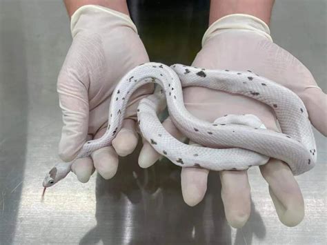 根据 公开 报道 这 5 条 蛇 被 鉴定 为 玉米 锦 蛇 是 一 种 分布 在 美国 东部