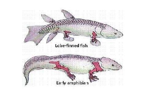 鱼到人的进化图片，鱼-提塔利克鱼-两栖动物-人（跨越亿年）_探秘志