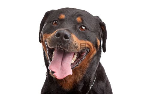 罗纳威犬图片