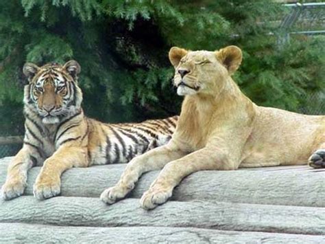 老虎比狮子好看,狮子和老虎谁的颜值高,老虎颜值为何这么高_大山谷图库