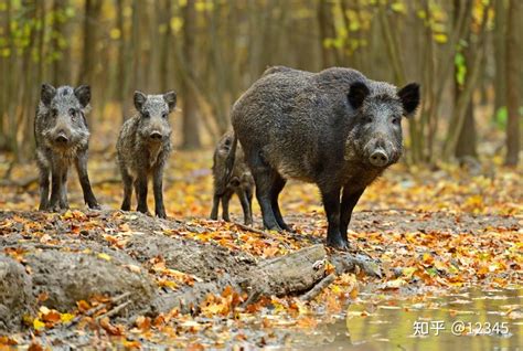 野猪是国家几级保护动物 - 知百科