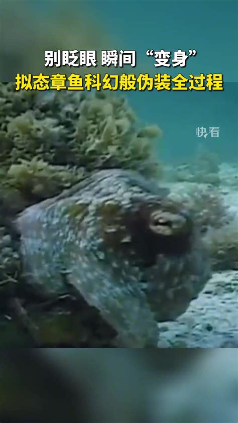 巨型章鱼捕食鲨鱼，镜头记录下全过程，让人大开眼界！