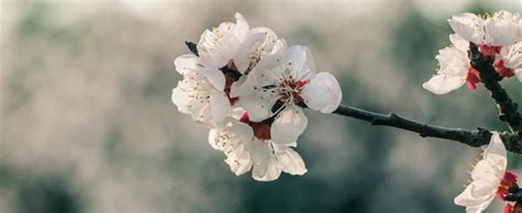 杏花被种在地上的句子,描写杏花的优美句子,关于杏花的优美句子_大山谷图库