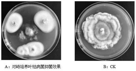 链霉菌菌株及其在植物病原真菌防治中的应用