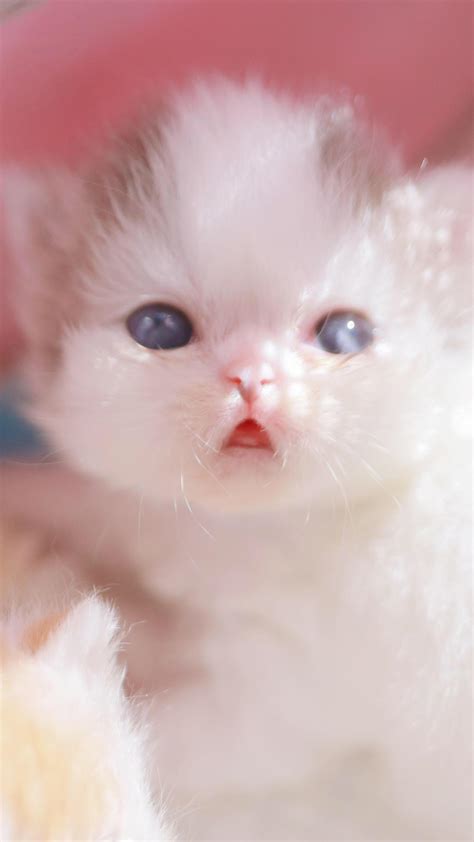 可爱白色的小猫头像图片，这绝对是最让人喜欢的-可爱头像