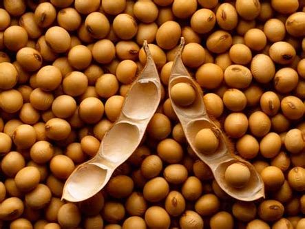 大豆的营养价值有多高，多吃大豆对人的身体有很多好处_东方养生频道_东方养生
