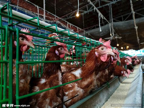养鸡场集体进食的母鸡摄影高清jpg图片免费下载_编号14ohx6pjv_图精灵
