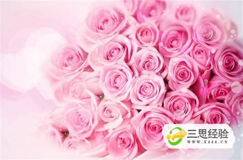 玫瑰颜色的含义及象征(不同颜色玫瑰花的寓意与花语含义及象征，你一定要知道哟) | 说明书网