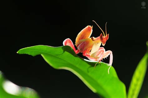 科学网—兰花螳螂：欣赏与保护 - 姜虹的博文