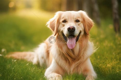 非主流金毛犬头像