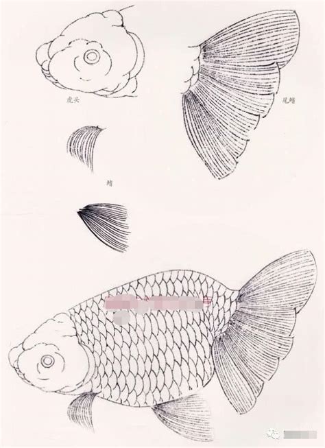 金鱼线描图示，工笔鱼画法步骤教程，金鱼的画法技巧详解|金鱼|白粉|鱼_新浪网