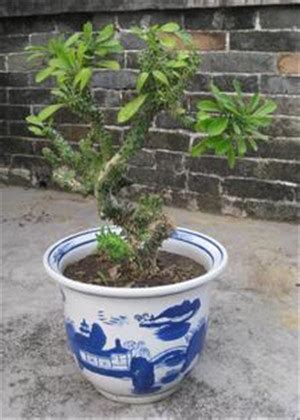 麒麟树图片