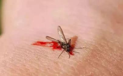 花蚊子咬了怎么消肿止痒最快-为什么花蚊子咬人的时候不痒-趣丁网