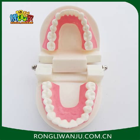 口腔健康护理牙齿模型小规格模型教学类牙形模型-阿里巴巴