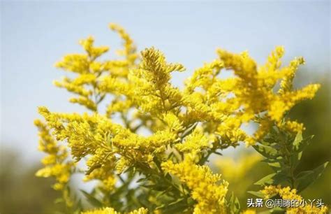 黄莺草黄莺草也叫幸福草_[标签:标题1]