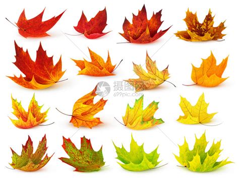 秋天的枫叶，东北秋色，秋天的树叶与森林—高清视频下载、购买_视觉中国视频素材中心