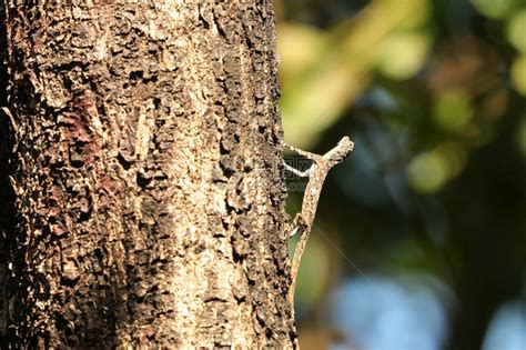 印度西高堤的一种蜥蜴，头部侧脸，嘴巴张得大大的，正匆匆爬上树干—高清视频下载、购买_视觉中国视频素材中心