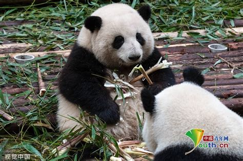 Giant panda Hua Hua sits down and eats bamboo shoots_English__China ...