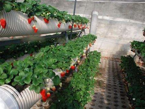 草莓用什么肥料做底肥能促生长？使用矿源黄腐酸钾的好处？ - 知乎