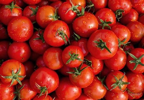 番茄西红柿高清图片下载-正版图片501330369-摄图网