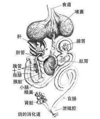 雄性生殖器官