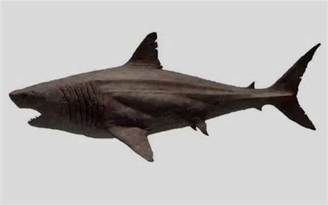 已灭绝的十大鲨鱼排行榜：巨齿鲨垫底，裂口鲨排第一(3)_巴拉排行榜