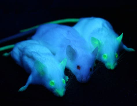 鼠年话鼠丨“实验小白鼠”百年百变史：从近亲繁殖到基因编辑|基因编辑|基因组_新浪新闻