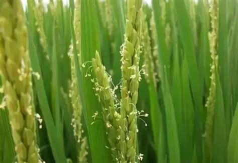 海水稻的特点 - 花百科