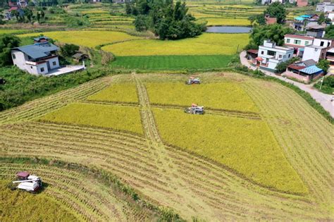 开屏新闻-水稻新品种楚粳54号测产平均亩产达954.9千克