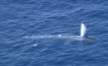 蓝鲸是不是世界上最大的动物 - 匠子生活