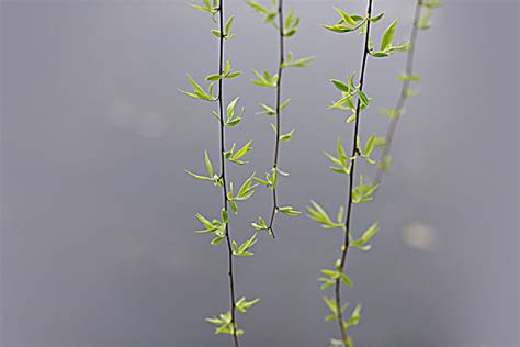 【冬季的柳树。摄影图片】生态摄影_太平洋电脑网摄影部落
