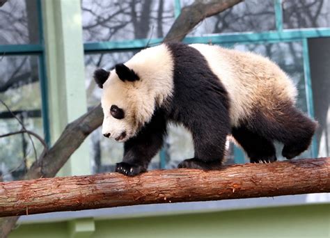 3月7日，广东广州，广州动物园大熊猫“雅一”，在一声声“靓女”中迷失。_腾讯视频