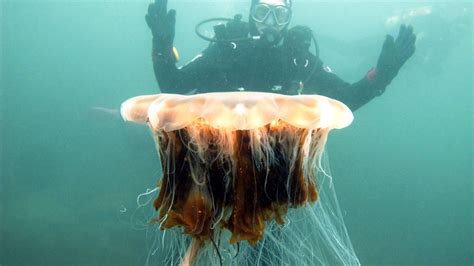 世界上最大的水母到底有多大(比蓝鲸还大！英国男子潜水偶遇世界上最大水母) | 说明书网