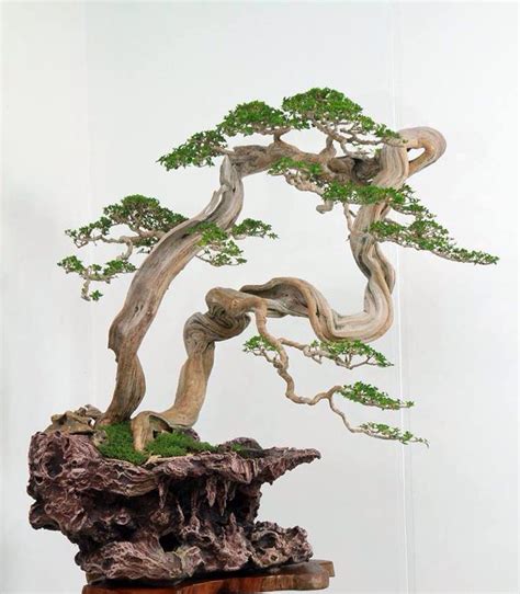 VIP丨盆景植物造型设计-案例图库 - 灵感邦_ideabooom