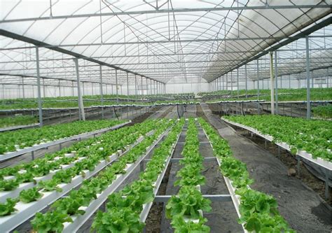 智慧农业“植物工厂”：种菜不用土 产值超千万_时图_图片频道_云南网