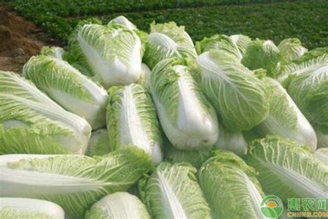白菜收购价多少钱一斤？2月22日白菜产区收购价格行情 - 惠农网