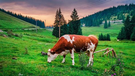 挑选繁殖母牛，要注意的问题，如何才能选好牛？
