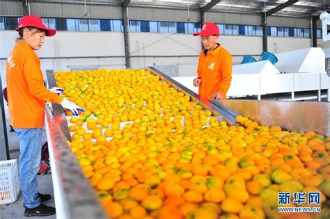湖北宜昌：智能分选设备助力柑橘“抢鲜”供应果品市场-中华网湖北