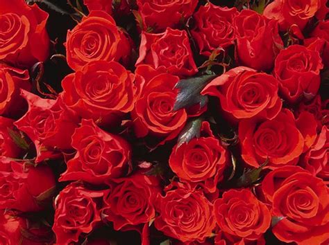 绽放在三圣玫瑰谷的100种玫瑰花之粉色龙沙宝石 - 天府摄影 - 天府社区
