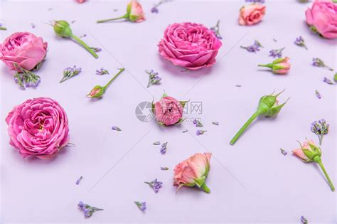 近距离观察粉红玫瑰花和蕾与小蓝花的高清图片下载-正版图片502559746-摄图网
