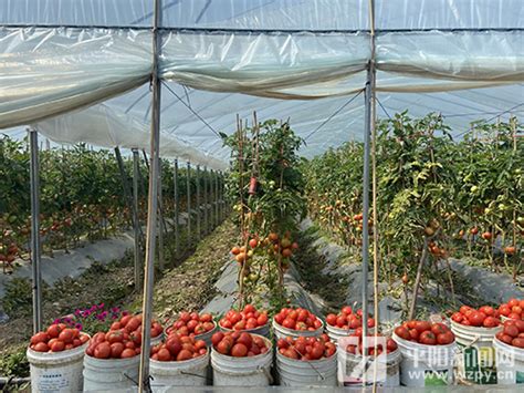 西红柿（番茄）：日月峡国家森林公园 - 中国自然保护区生物标本资源共享平台