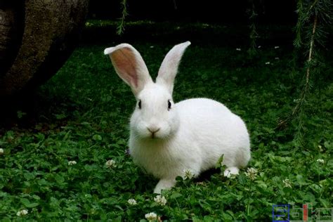 兔子的资料和介绍（兔子的简介） | 说明书网
