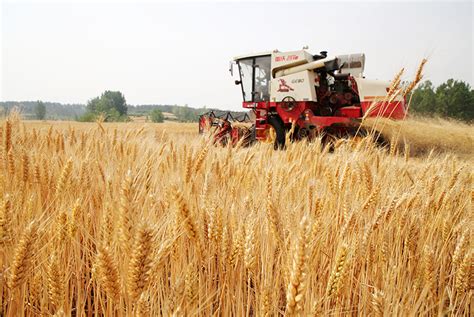 山东5985万亩小麦开始收获 - 图片新闻 - 网站新闻 - 陇萃源