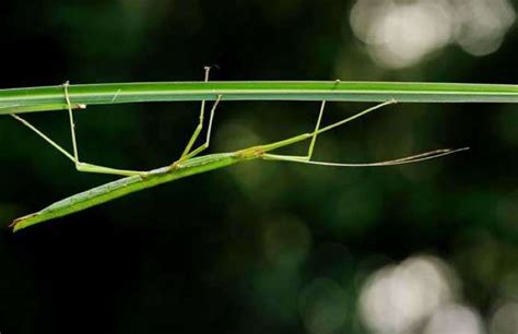 与竹节虫十分像的昆虫,长得跟竹节虫似的,竹节虫爬得快吗_大山谷图库