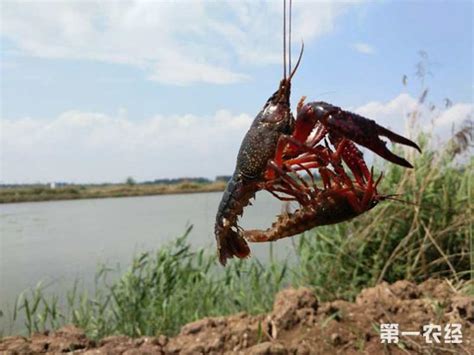 小龙虾 美国蟹 瘟疫 河 池塘 montsant 入侵物种图片免费下载 - 觅知网