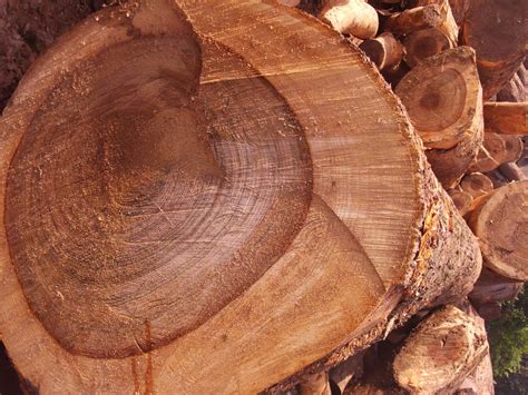 整木定制常用原木品种之香樟木-木材买卖-真木网