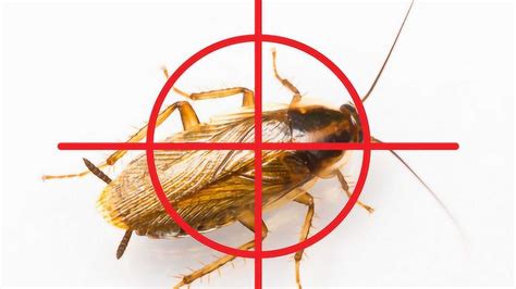 杀死蟑螂的100种方法