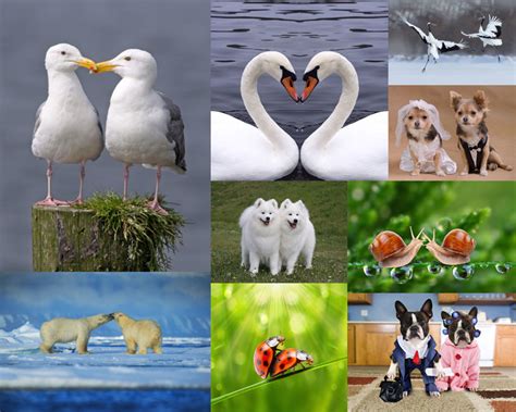 恩爱的动物摄影高清图片 - 爱图网设计图片素材下载