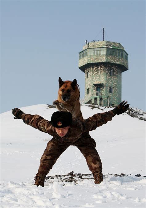 部队军犬和一般的狗有什么区别？看完让人不禁落泪，向他们致敬！